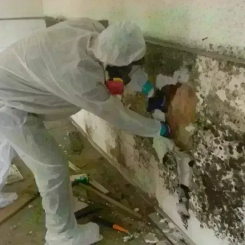 Mold Remediation and Removal in Golden Meadow, LA